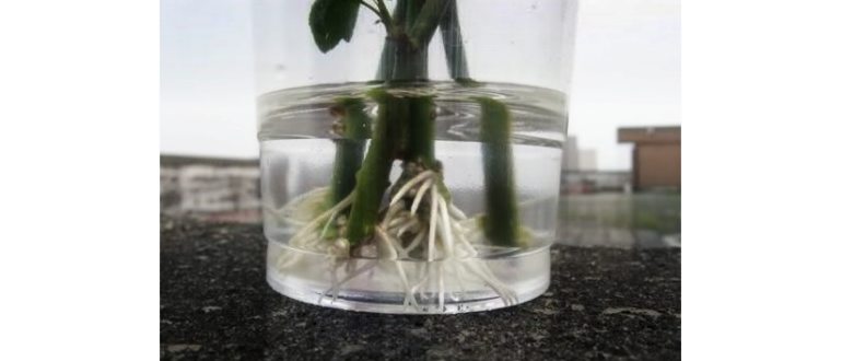 укоренение роз
