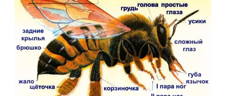 насекомое,насекомыми,укуса