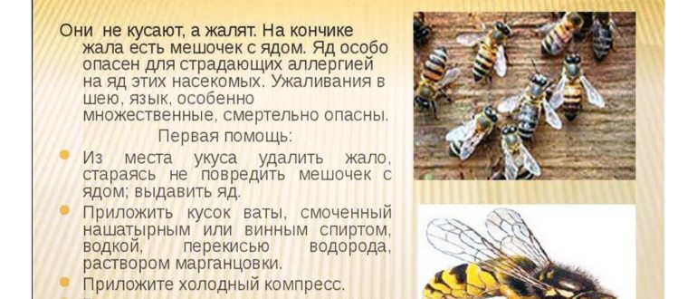 насекомое,насекомыми,укуса