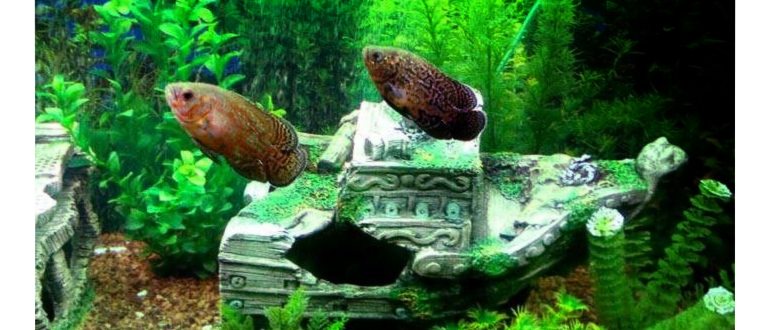 аквариум из оргстекла для