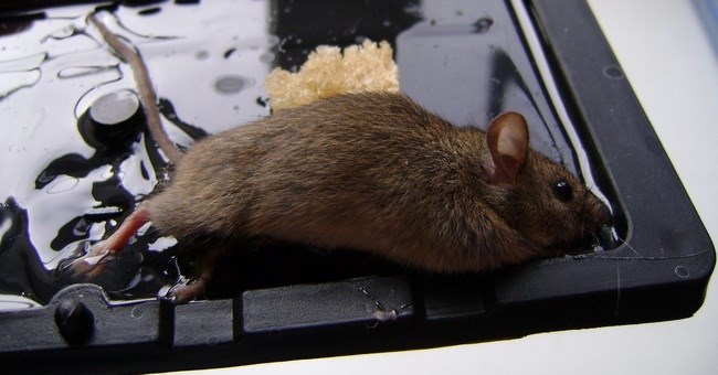 Клей RaTrap