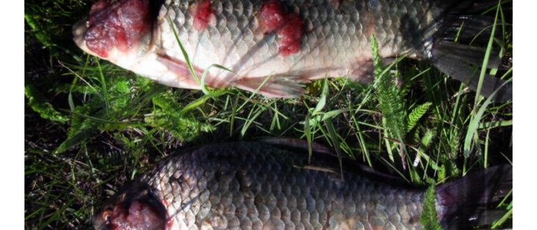 употреблением,заболеванием