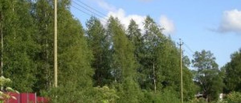 Чем Обрабатывают Электрические Деревянные Столбы
