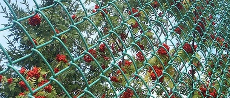 Чем Закрыть Сетку Рабицу От Соседей Фото