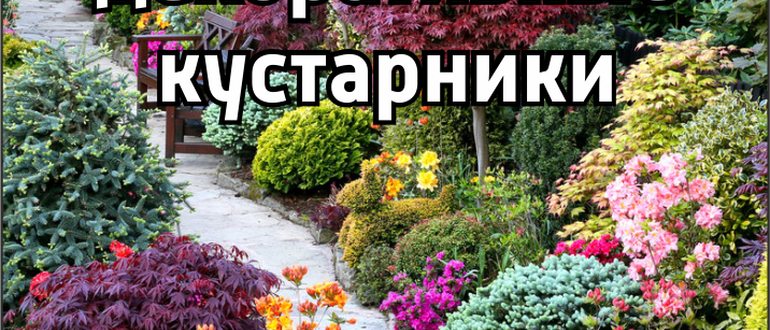 Низкорослые Декоративные Кустарники Для Дачи Морозоустойчивые